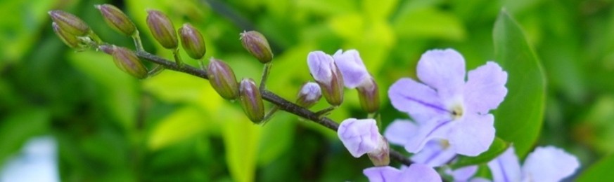 Arbustes à fleurs