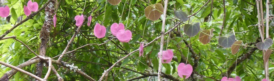 Plantes grimpantes - Pépinière Nature & Tropiques, producteur de plantes  tropicales exotiques acclimatées