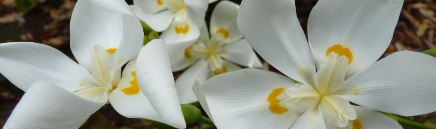 Notre collection tropicale d'Iridaceae - La famille des Iris